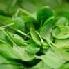 spinach, plant, nutrition