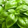 A basil plant photographed in studio